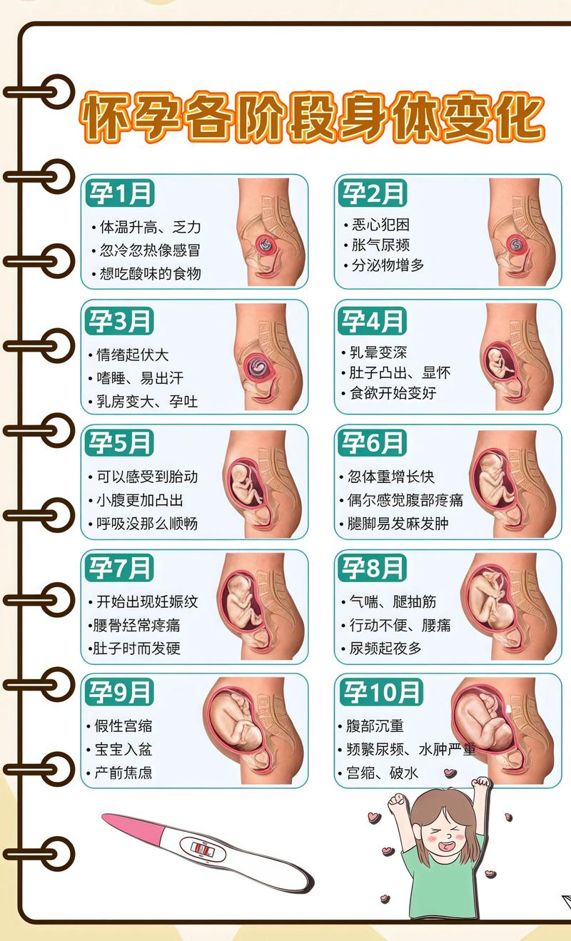 揭秘供卵代孕妈妈怀孕小腹分两节,孕期变化的奥秘新乡代生机构: